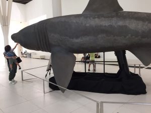 サメの展示品と親子